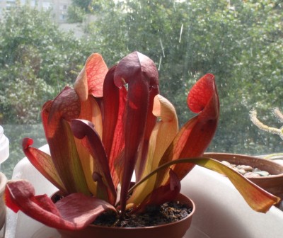 Sarracenia NoID-1 2013.07.28 2.JPG