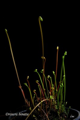 Drosera binata'15.02.01.jpg