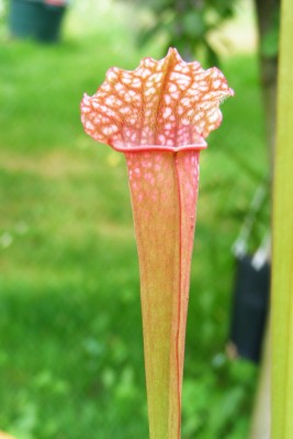 DSCF1911.JPG