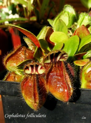 Cephalotus follicularis.jpg
