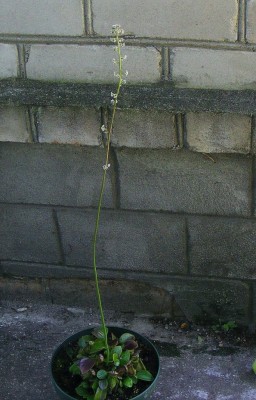 Cephalotus follicularis'15 blooms.jpg