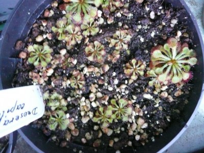 2d-capillaris.JPG