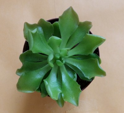 Pinguicula NoID is Ermitazo 2014-01-26 1.jpg
