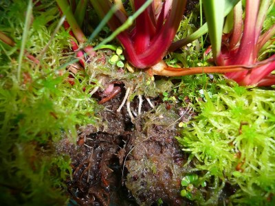 s_leucophylla3.JPG