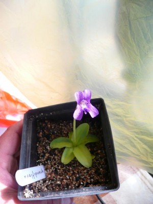 Pinguicula grandiflora 10.JPG