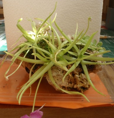 Pinguicula moctezume 2013.08.30.JPG