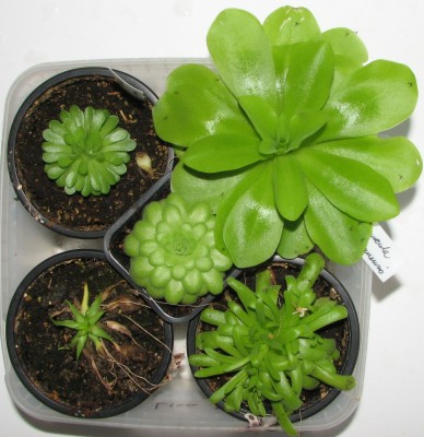 2015-12-10.jpg