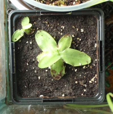 Pinguicula grandiflora 2013.07.03.JPG