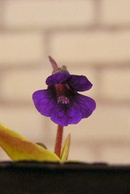 Pinguicula grandiflora'15.05.03..jpg