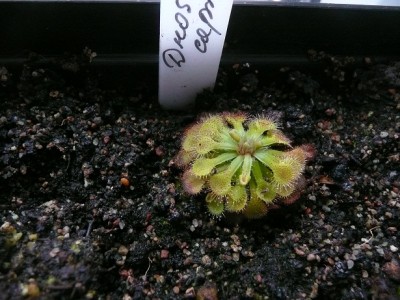 Drosera capillaris.jpg