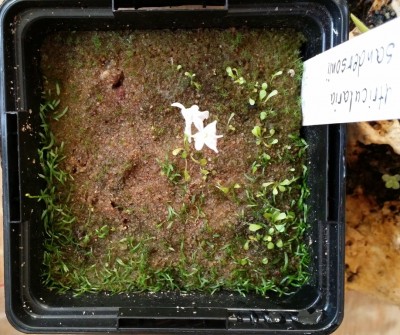 Utricularia subulata ir U. sandersonii 2014-02-28 3.jpg