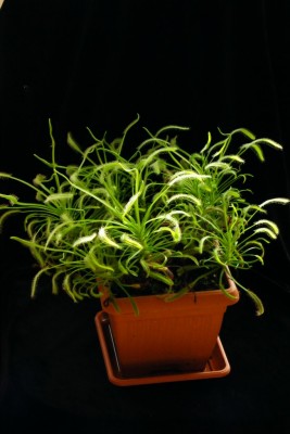 D. capensis 'Alba'.JPG