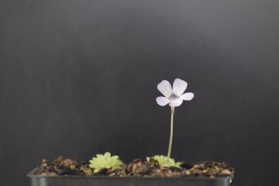 rotundifolia.jpg