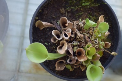 heliamphora minor 2016-01-17.jpg