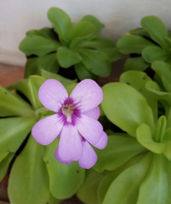 Pinguicula moranensis 2014-06-21 1.jpg