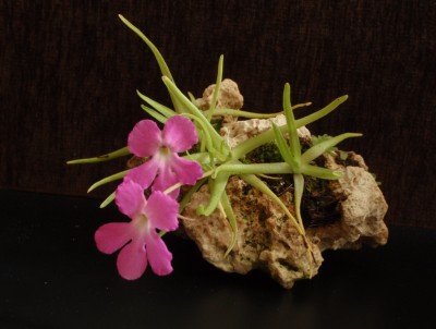 Pinguicula moctezumae 2013.04.08 5.JPG