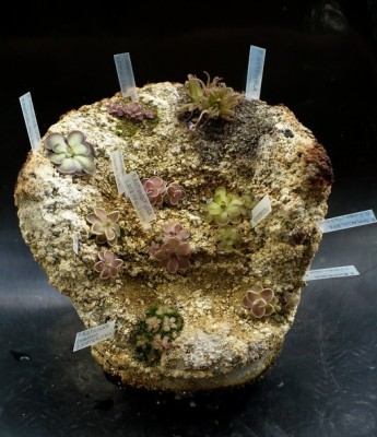 135small_pinguicula_speci.jpg