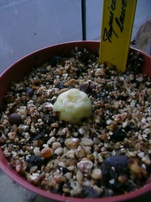 P1130639 pinguicula lauena.jpg