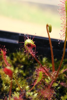 D. anglica'4.JPG