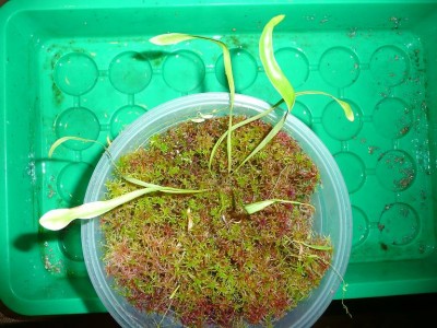 Utricularia longifolia.JPG
