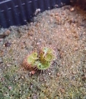 Drosera rupicola 2013-12-04.jpg