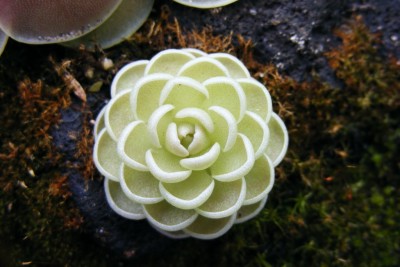 DSCF2071.JPG