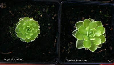 Pinguicula comparison.jpg