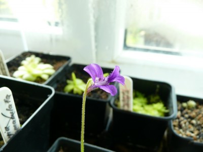 Pinguicula grandiflora 8.jpg