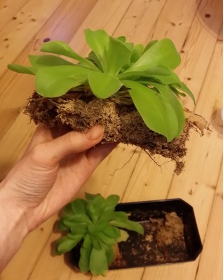 Pinguicula moranensis 2014-02-19.jpg