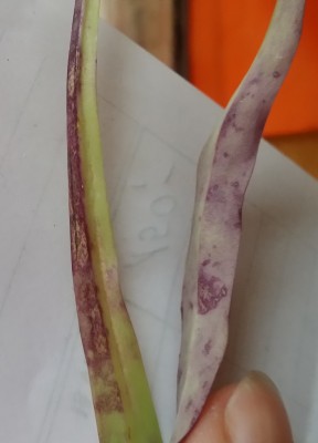 Utricularia longifolia 2013-12-04 3.jpg