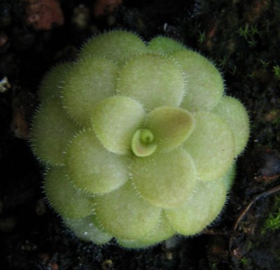 P_laueana_2014-04-05.jpg