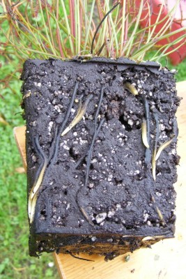 D. binata šaknys.JPG