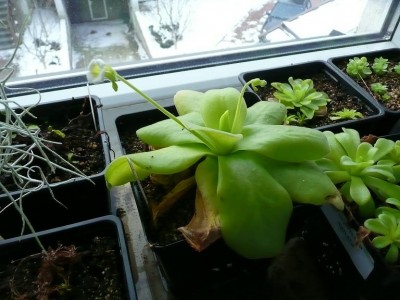 Pinguicula gigantea.JPG