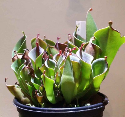 Heliamphora heterodoxa x minor 2014-12-10 1.jpg
