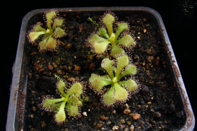 prahietes (1).JPG