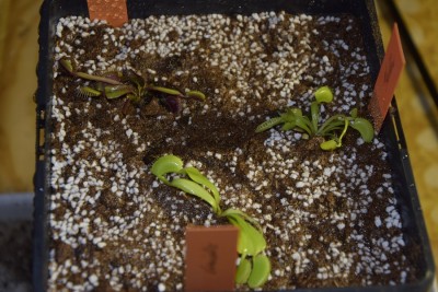 dionaea 2016-04-20.jpg