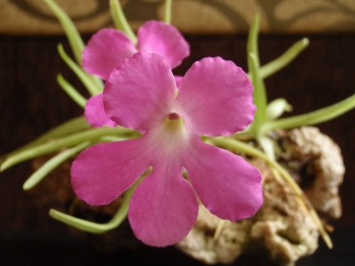 Pinguicula moctezumae 2013.04.08 6.JPG