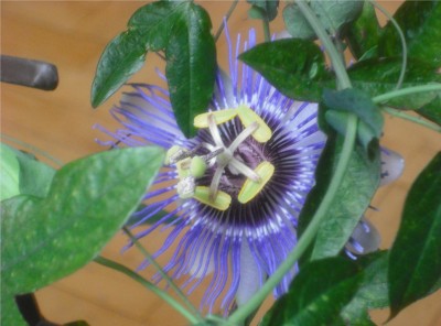 DSCF5085.JPG