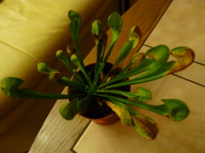 P1020216.JPG