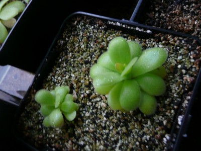 Pinguicula Piruette.jpg
