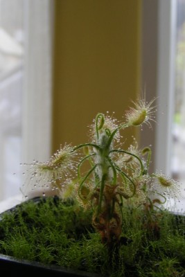 D. scorpioides.JPG