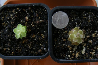 P. jaumano ir debbertiana.JPG