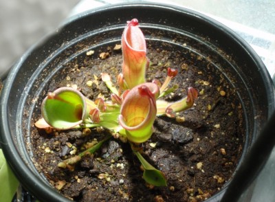 Heliamphora heterodoxa x minor 2013.07.03.JPG