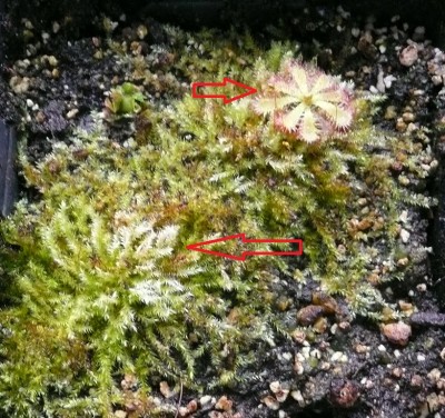 Drosera trinervia.jpg