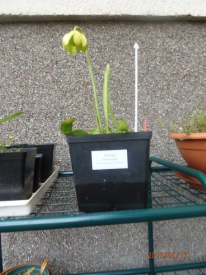 sarracenia oreophylla - prasiskleide.JPG