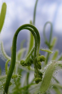 D. capensis.JPG
