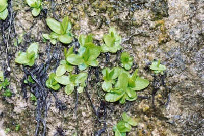 P_vallisneriifolia_EP13(HR).jpg