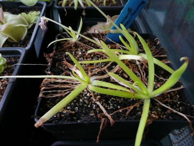 P1130654 pinguicula moctezumae.jpg