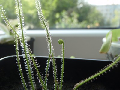 Drosera filiformis 2013.07.18 4.JPG