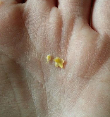Utricularia subulata 2014-04-10.jpg